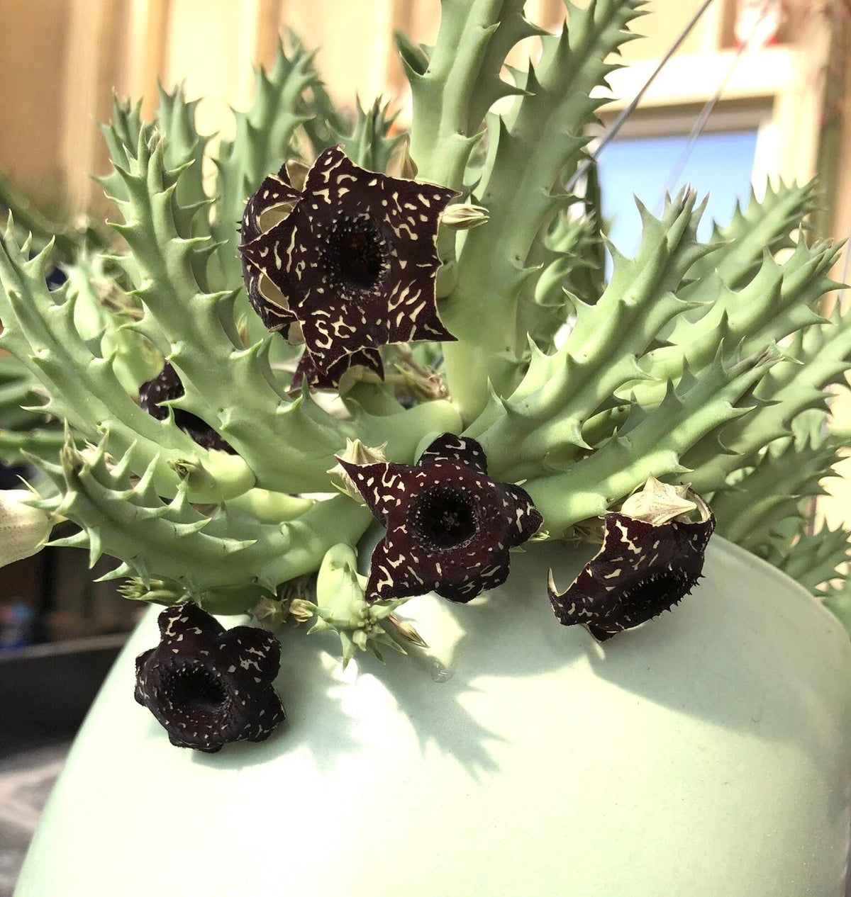 3 Offsets Succulents Cactus Huernia Stapelia Orbea | Unique Desert Plants for Home Decor | Drought-Tolerant Succulents