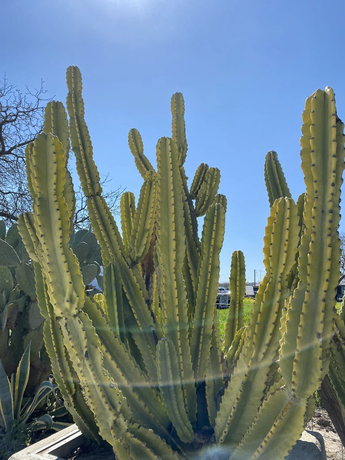 Cereus repandus Edible Cactus Cutting - Nearly 2 Ft Long Tropical Green Variety for Gardens and Indoor Decor
