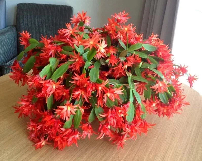 Red Easter Cactus Live Plant - 3" Pot - Rhipsalidopsis Gaertneri - Spring Blooming Indoor Cactus with Striking Red Blooms