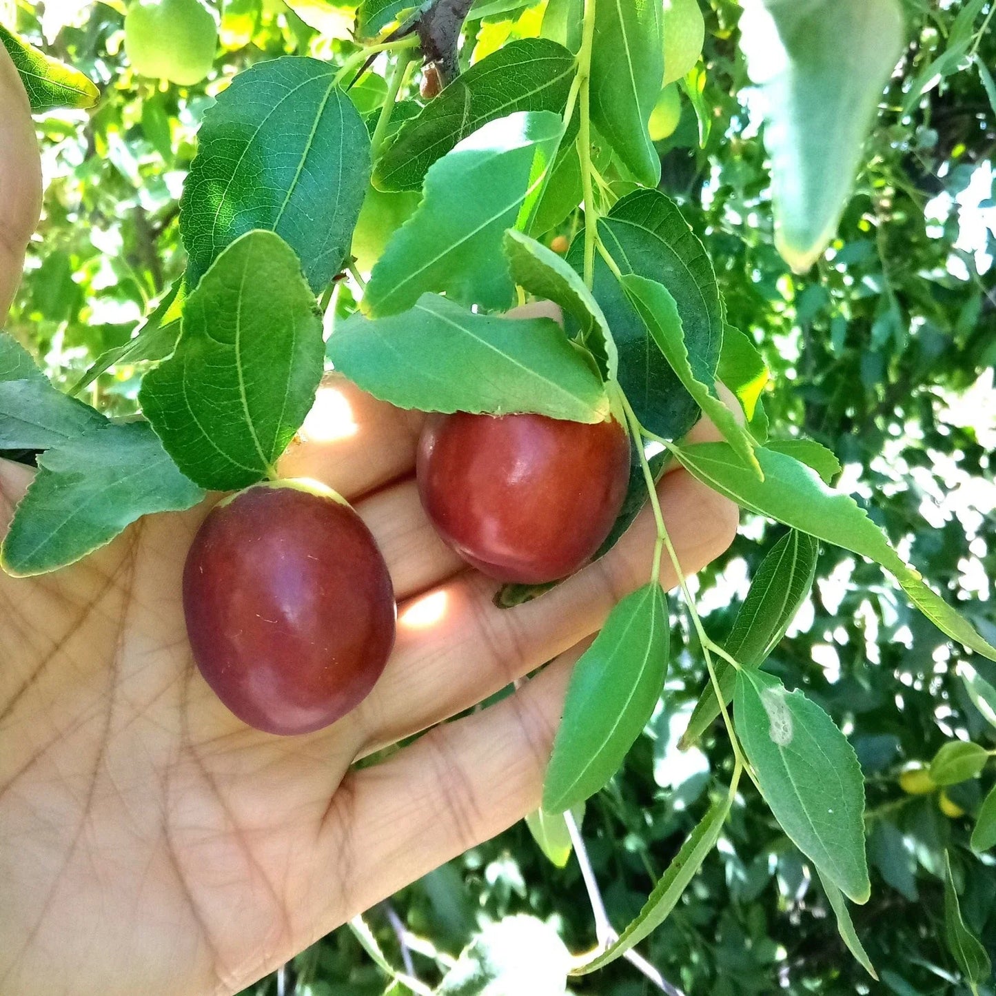 Autumn Beauty Jujube Tree Cutting 8" Thin Scion Wood for Grafting - Ziziphus jujuba - Sweet Fruit, Easy to Grow