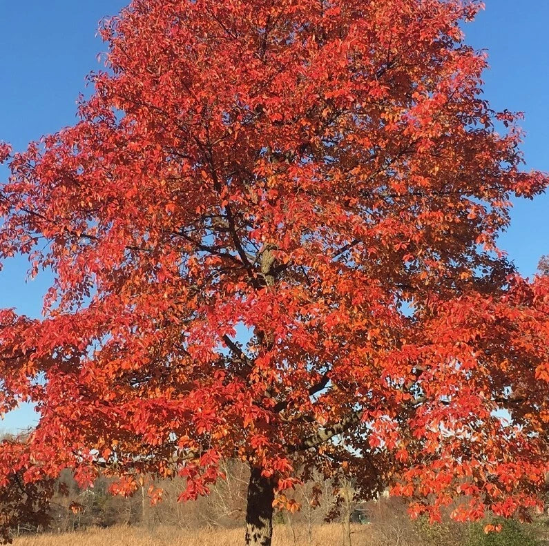 Blackgum Tree Sapling 6-12" in 4" Pot, Nyssa Sylvatica, Hardy Red Fall Foliage, Wildlife-Friendly, Low Maintenance