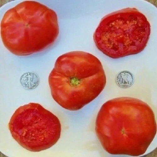 Box Car Willie Tomato Seeds - 25 Fresh Heirloom Seeds - Solanum lycopersicum - 2024 Harvest - Non-GMO Tomatoes for Garden