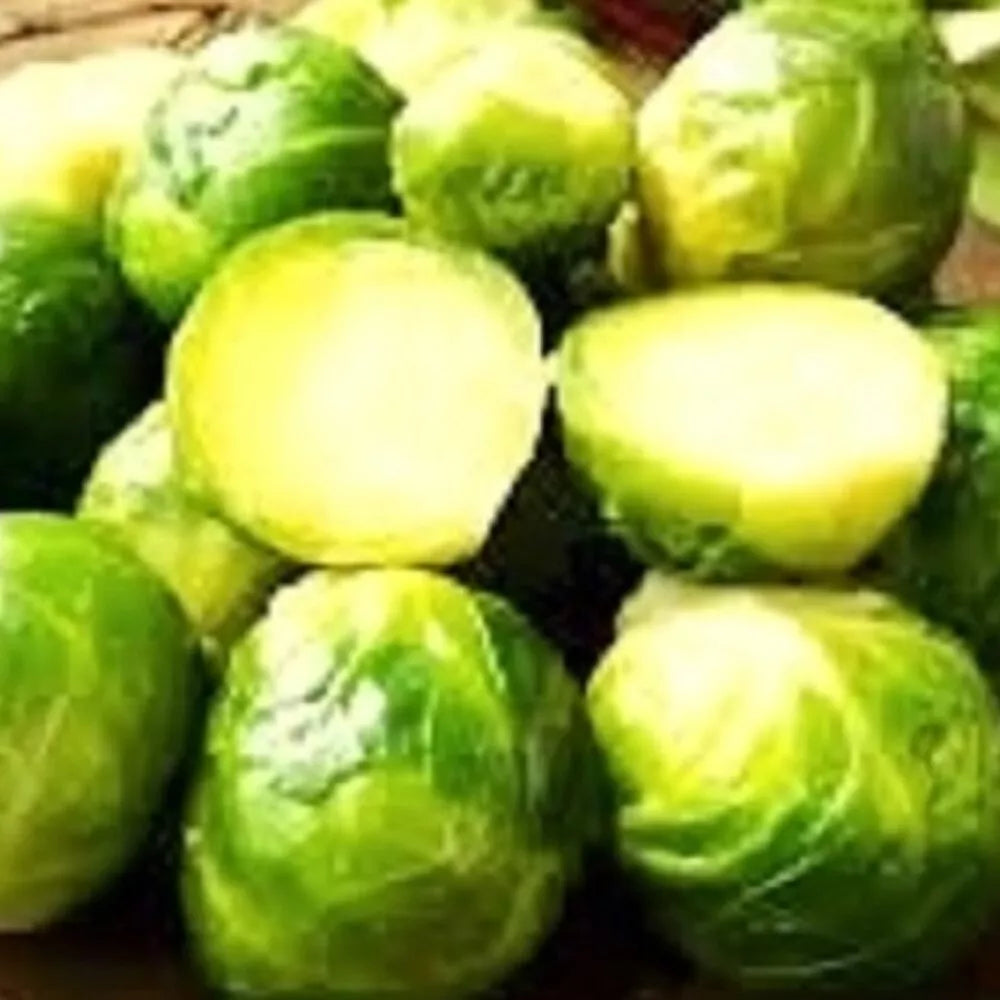 Long Island Brussels Sprout Seeds | Non-GMO Heirloom Variety | Brassica oleracea | Fresh Garden Vegetables