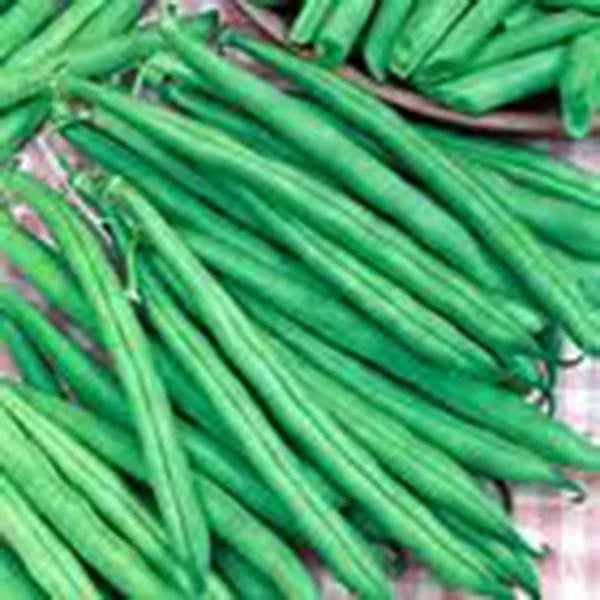 Tendergreen Bush Bean Seeds - Heirloom Variety, 500+ Seeds, Phaseolus vulgaris, Non-GMO, Fast-Growing, Great Taste