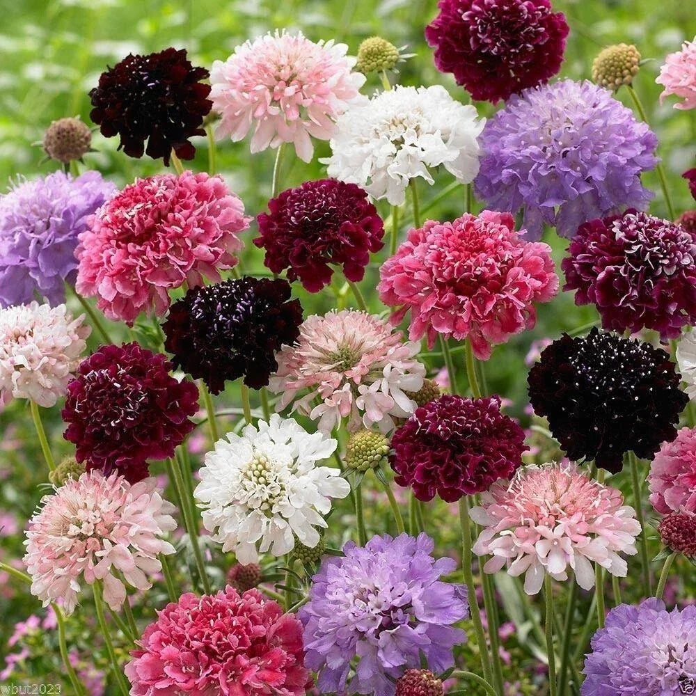Pincushion Flower Seeds 200+ Pkt Mixed Colors Scabiosa caucasica - Attracts Pollinators, Easy to Grow, Drought Tolerant