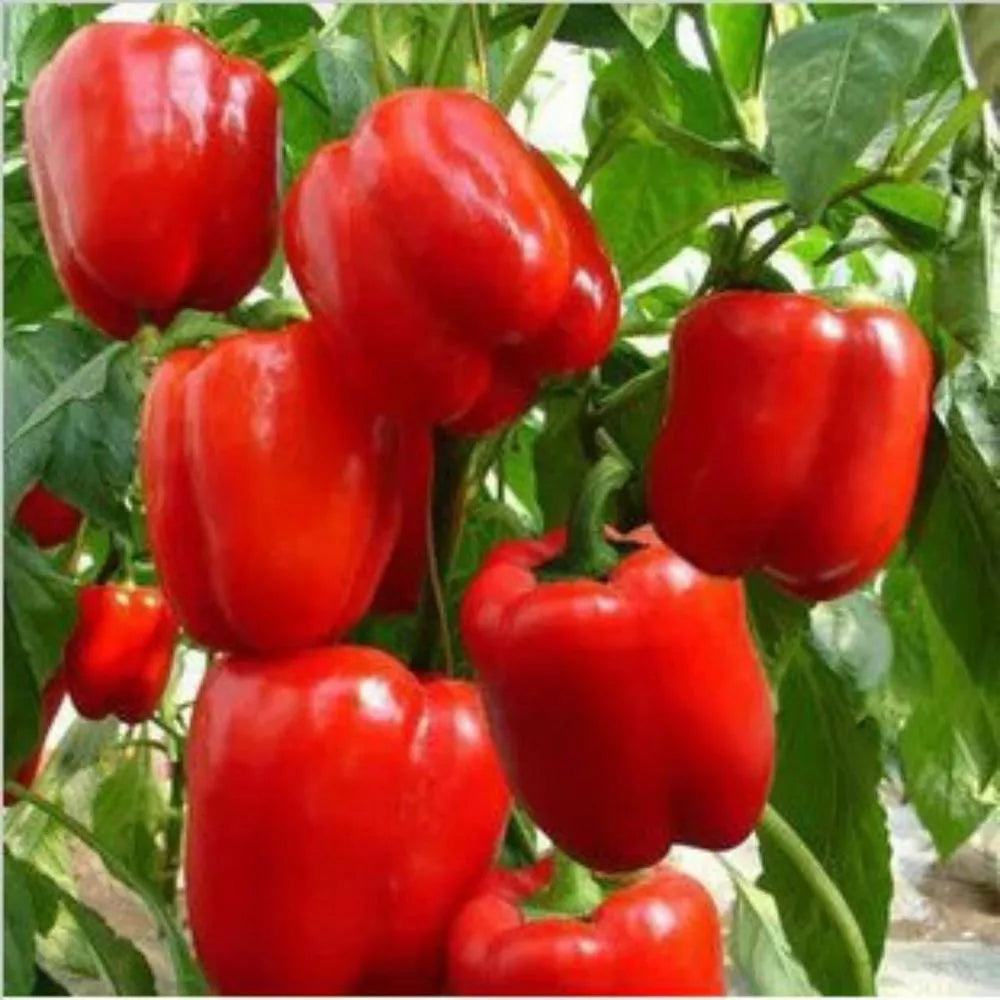 Big Red Sweet Bell Pepper Seeds - Heirloom NON-GMO, Capsicum annuum, Various Sizes for Home Garden