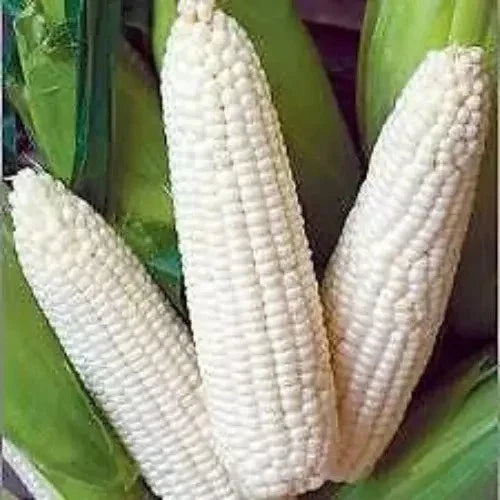 500+ Heirloom White Corn Seeds - Non-GMO Organic Truckers Favorite - Zea mays - Perfect for Home Gardening & Farming