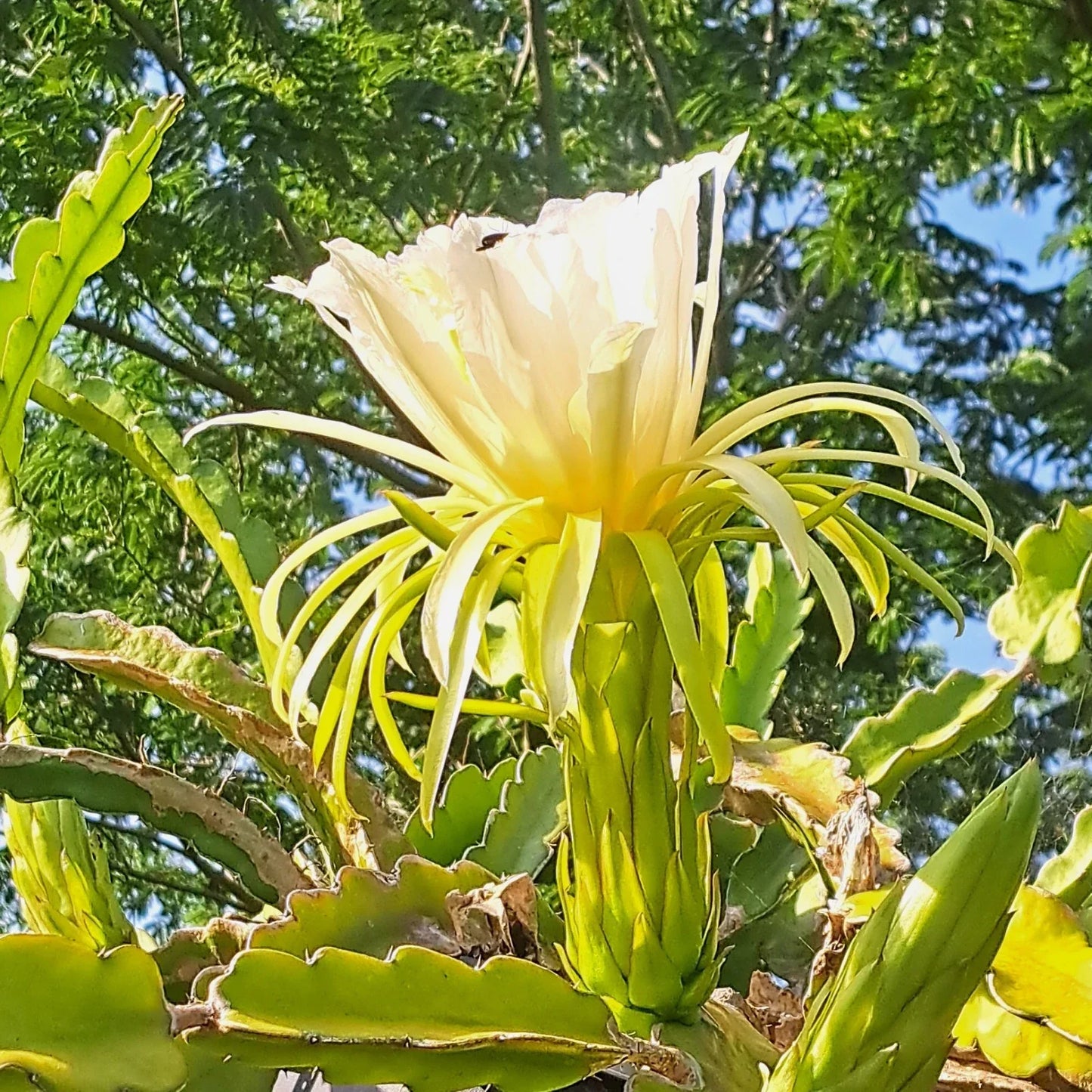 Dragon Fruit Rooted Cuttings - 4" Mystery Varieties - Hylocereus spp. - Easy to Grow for Indoor/Outdoor Gardening