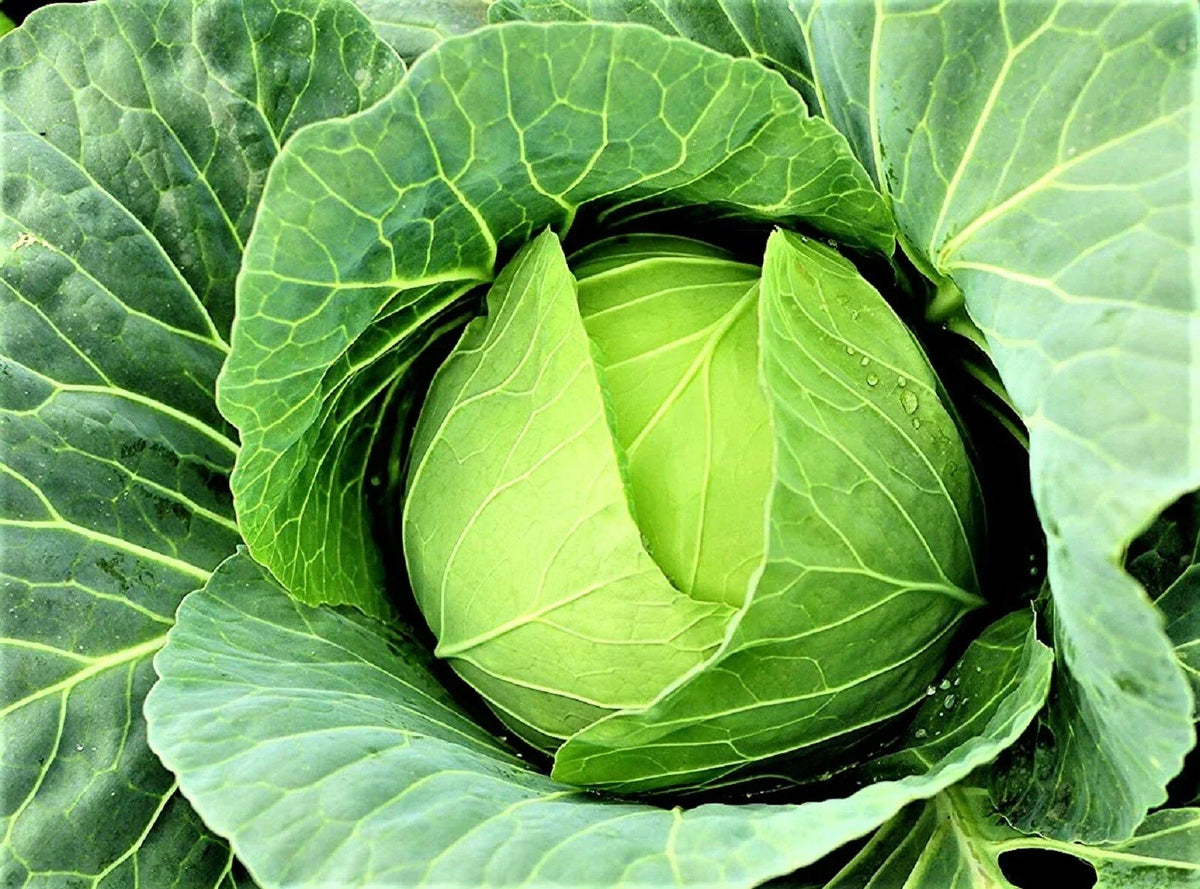Cabbage Seeds 200+ Non-GMO Copenhagen Market Brassica oleracea var. capitata for Organic Vegetable Gardening