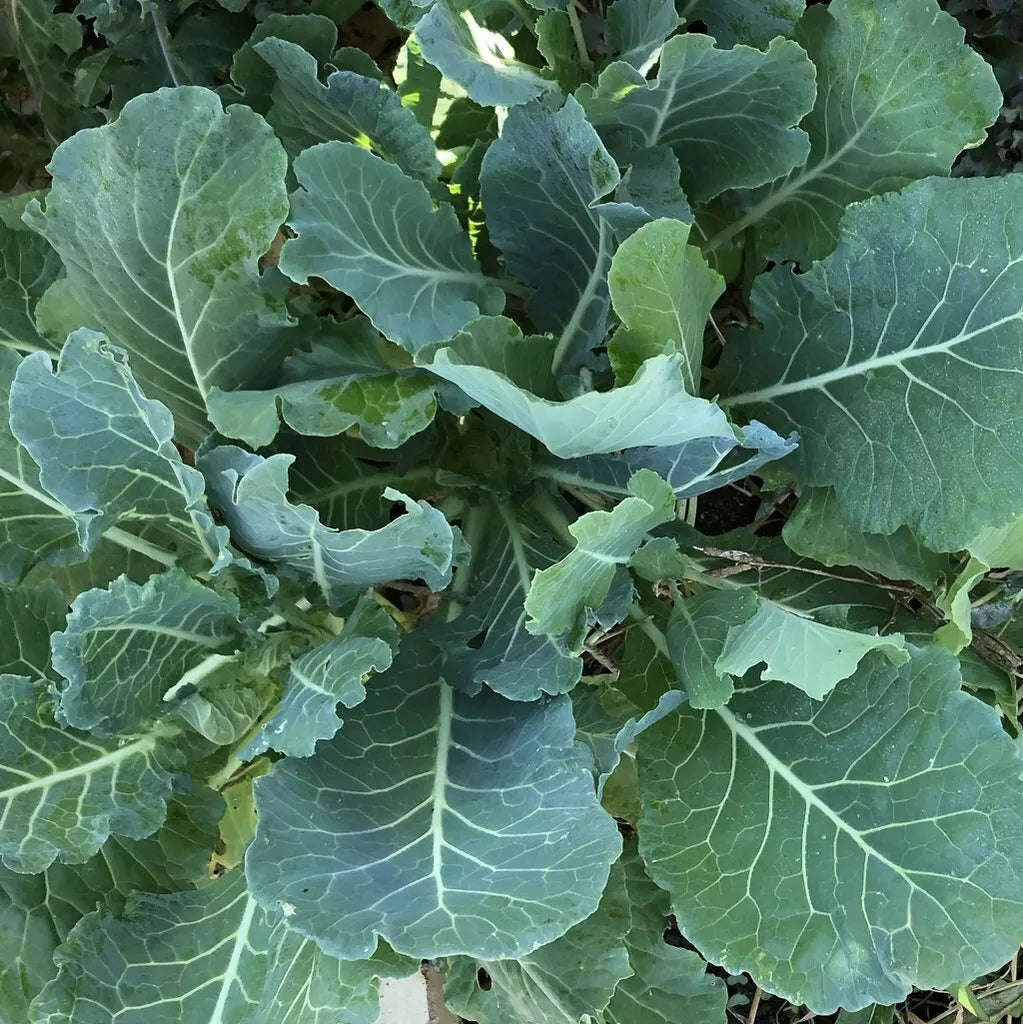 Morris Heading Collard Seeds 300+ Non-GMO Vegetable Greens Brassica oleracea var. viridis for Home Gardening