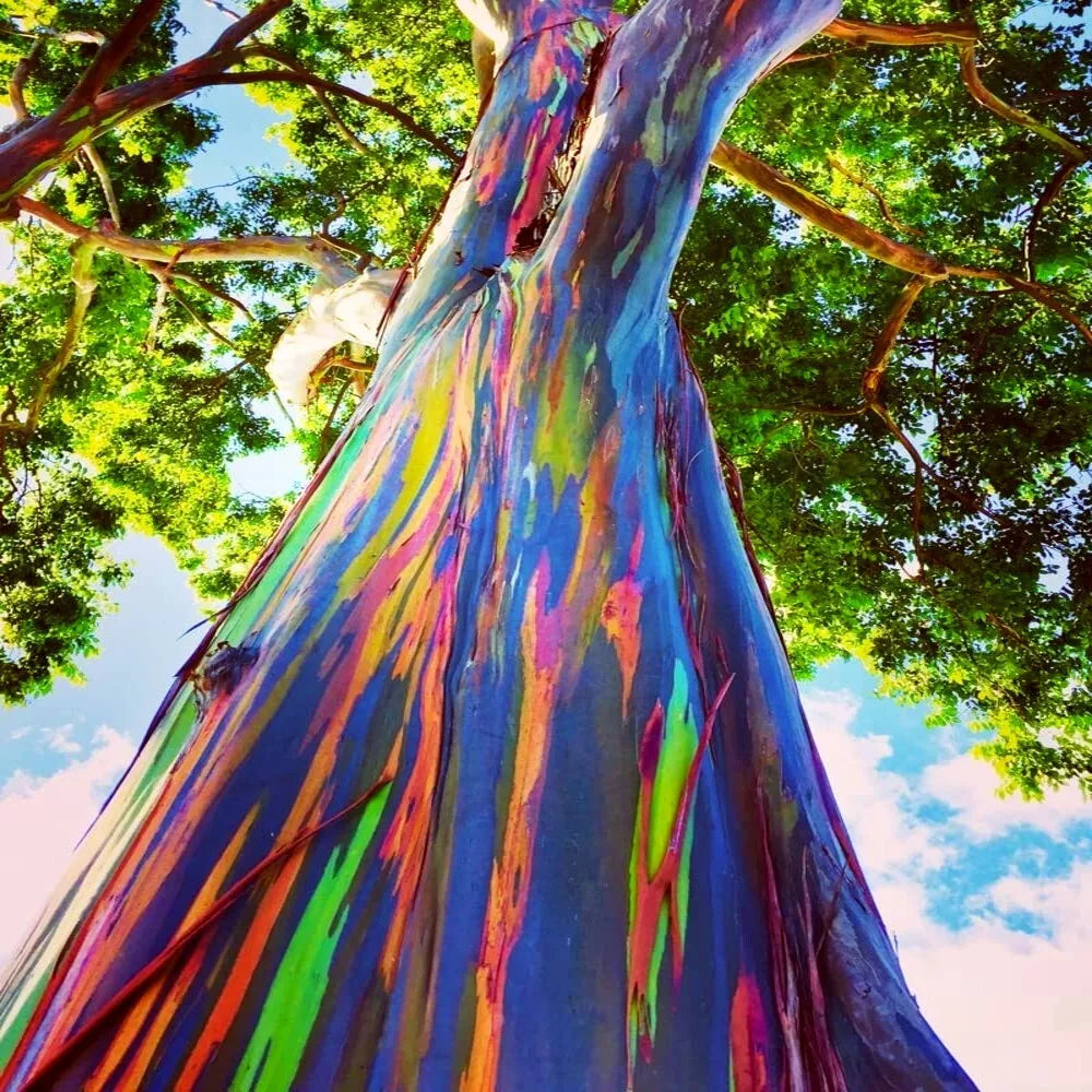 Rainbow Eucalyptus Tree Seeds - 50 Tropical Eucalyptus deglupta Seeds for Planting - Colorful Mindanao Gum