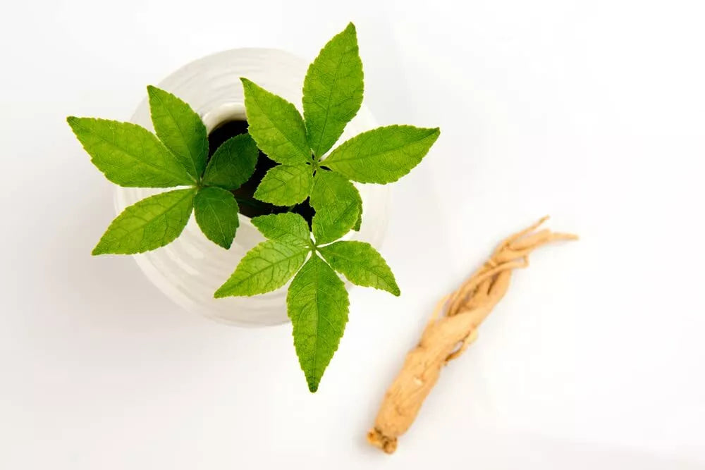 50 Ginseng Seeds - Female Variety - Medicinal Herb - Panax quinquefolius - Sourced from Iowa, Made in USA