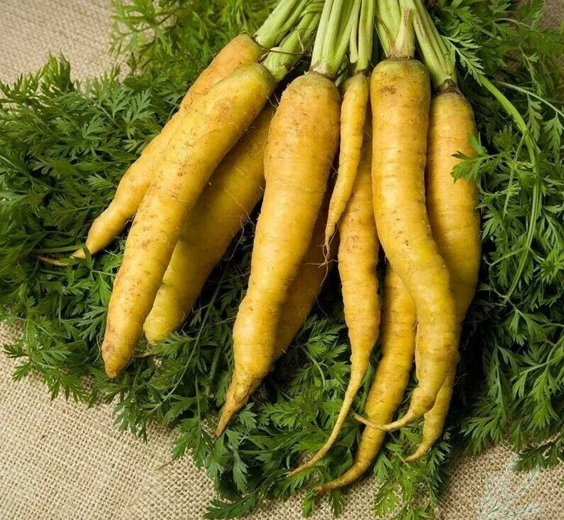 Solar Yellow Carrot Seeds 300+ Non-GMO Vegetable Garden Seeds Daucus carota USA Grown
