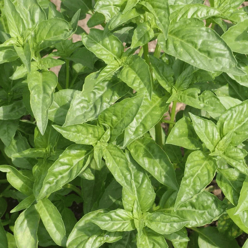 Basil Seeds 100 Count - Sweet Large Leaf - Ocimum basilicum - Annual Herb for Garden, Green Foliage, Full Sun
