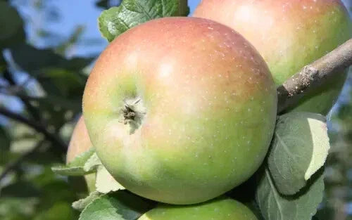 Belle Fleur de France Apple Seeds - 25 Heirloom Seeds for Garden Planting - Malus domestica - USA