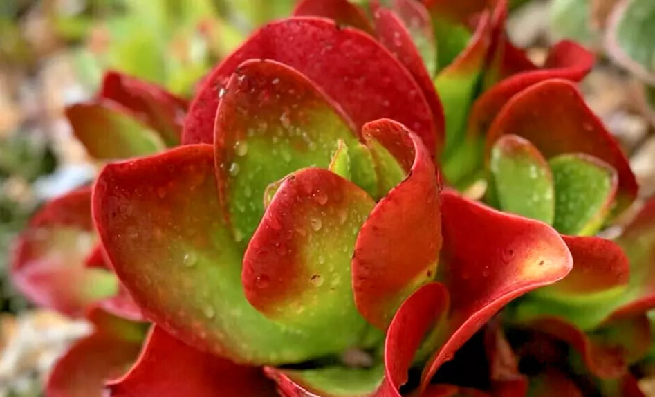 Kalanchoe 'Dragonfire' Indoor Plant - 6" Diameter - Rare Bright Red Leaves - Kalanchoe blossfeldiana