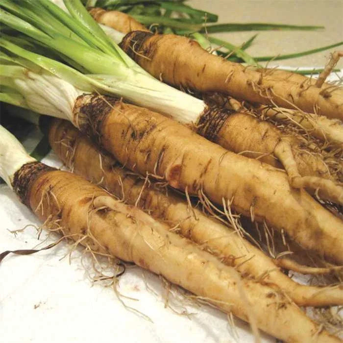 Salsify Seeds - Mammoth Sandwich Island Variety - Organic Non-GMO - Tragopogon porrifolius - Edible Root Vegetable Seeds
