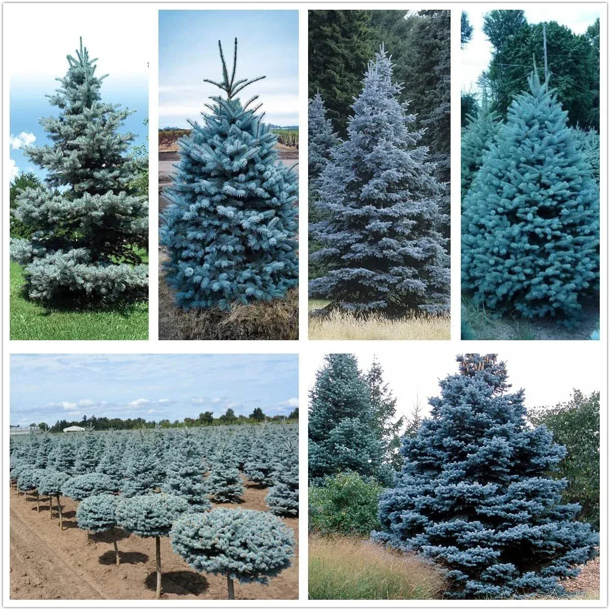 Blue Spruce Seeds | 50 Seeds | Colorado Blue Spruce | Picea pungens | Evergreen Planting Seeds for Landscaping