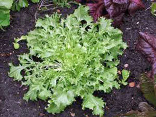 Lettuce Seeds 500 Count, Endive Broadleaf Batavian, Heirloom, Organic, Non-GMO, Cichorium endivia