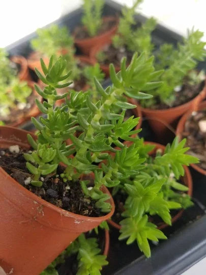 Succulent Plant - Crassula Schimperi Lizard's Tail - Drought Tolerant - Indoor/Outdoor - Full Sun - Low Maintenance