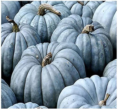 Jarrahdale Blue Pumpkin Seeds | 20 Seeds | Cucurbita Maxima | Heirloom Blue-Grey Variety for Edible & Ornamental Use