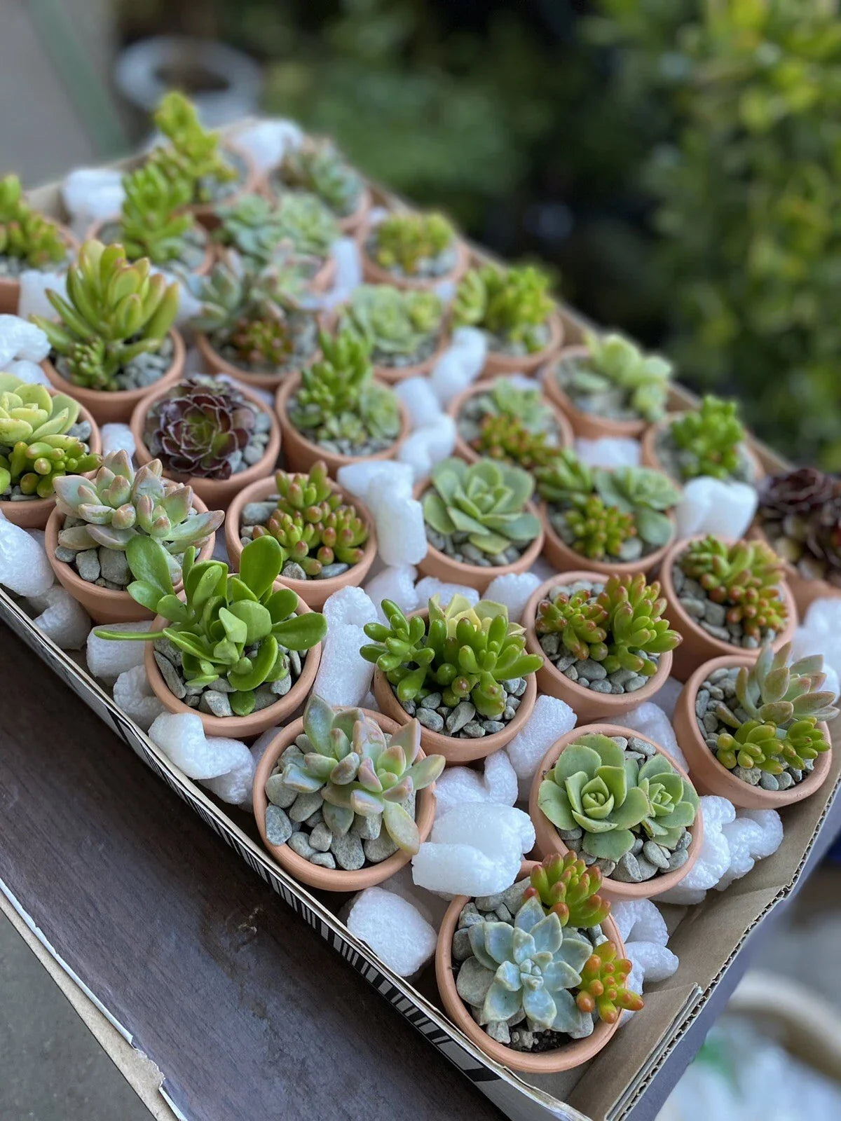 60 Ct Assorted Succulent Cuttings in 2 In Terracotta Pots - Various Species for Party Favors, Gifts, Home Decor