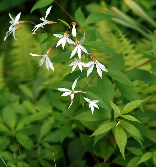 Indian Physic Seeds 39 Count White Perennial Flower Bacopa Monnieri Ideal for Garden or Containers