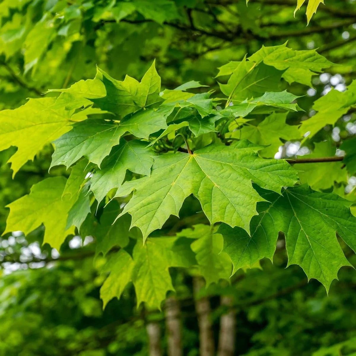 Green Maple Tree Seeds, 10 Organic Seeds, Bonsai Specimen, Acer, Hardwood for Syrup Production, Easy to Grow