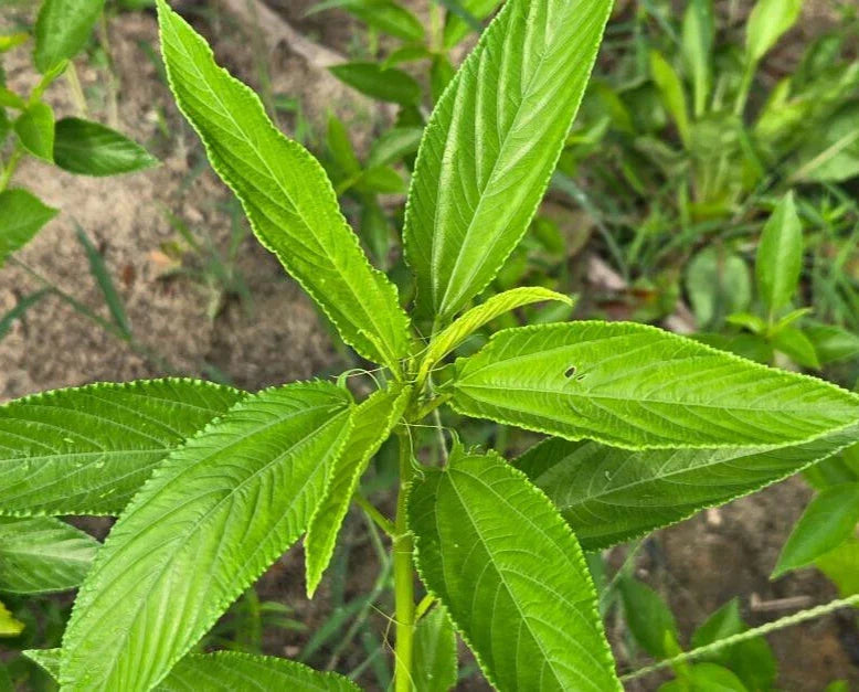 Egyptian Spinach Seeds 25 Pack Molokhia Corchorus olitorius Ideal for Florida Vegetable Gardens Non-GMO