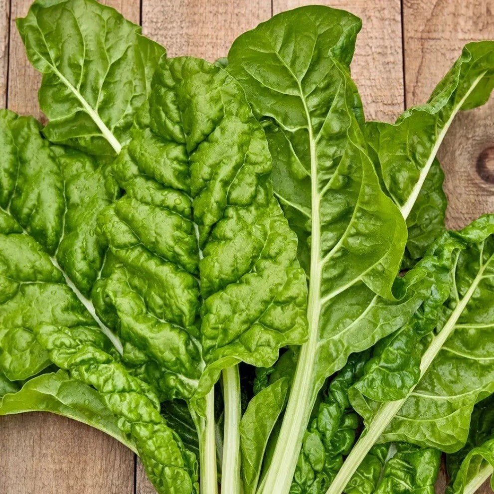 Fordhook Giant Swiss Chard Seeds - 50+ Non-GMO Organic Heirloom Seeds - Beta vulgaris subsp. cicla - Ideal for Home Gardening