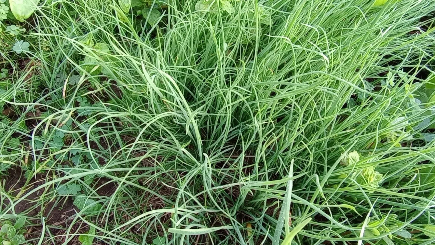 Garlic Chives Live Plant - Hardy Perennial Herb - 10+ 1 Year Old Well Rooted - Allium tuberosum