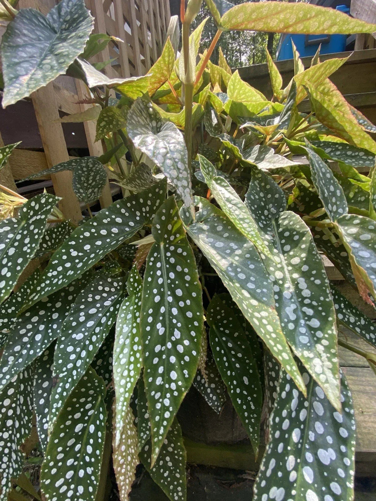 My Special Angel Begonia Live Houseplant - 4-Inch Rooted Plant, Ornamental Foliage, Begonia 'My Special Angel'
