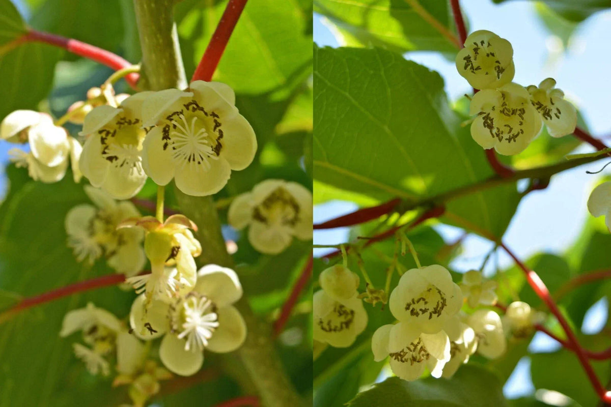 Clark Male Kiwi Pollinator Plant - Live Rooted Cutting - Actinidia deliciosa - Perfect for Zones 4-8, Fast-Growing Vine