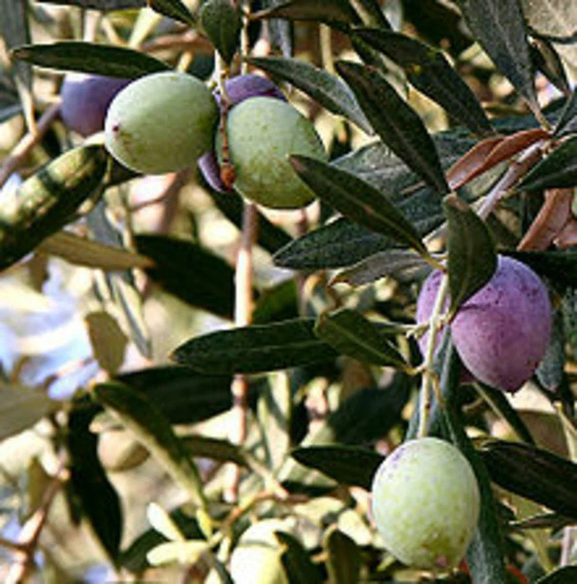Olive Tree Cutting 12" 'Oblonga' Variety Olea Europaea Rooted in Shipping Pot - Mediterranean Garden Plant