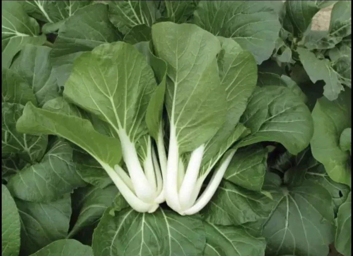 Pak Choi Seeds - 1,000+ Non-GMO White Stem Seeds - Brassica rapa subsp. chinensis - Ideal for Home Gardening and Veggie Gardens