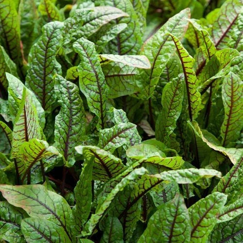 Cold Hardy Bloody Dock Plant - 1-Gallon Pot - Rumex sanguineus - Aquatic Marginal Pond Plant for Wildlife Habitat