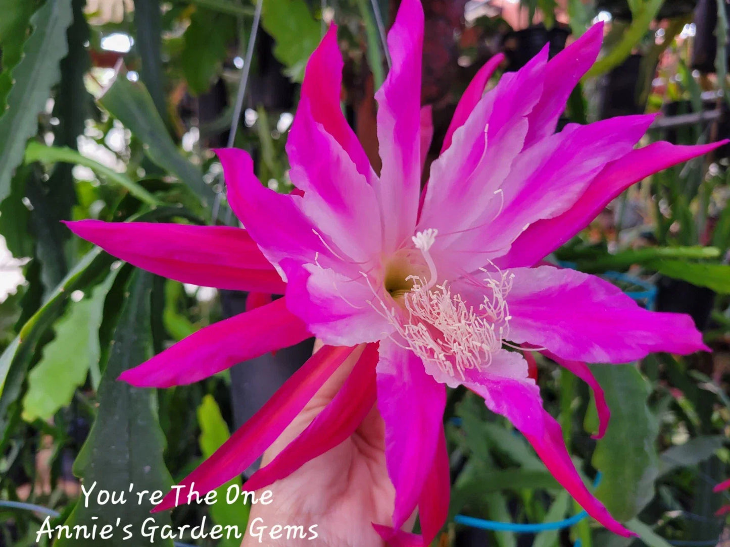 Epiphyllum Unrooted Cuttings 8-10 Inches You're The One Variety Epiphyllum spp. Ideal for Indoor Gardening & Propagation