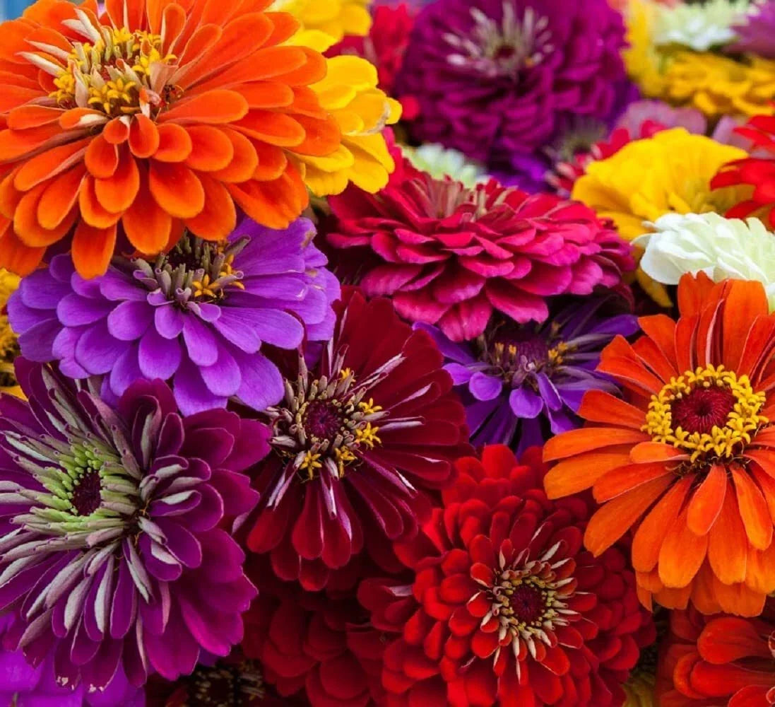 California Giant Zinnia Seeds | 50 Count | Vibrant Flower Garden Seeds | Zinnia elegans | Attracts Pollinators