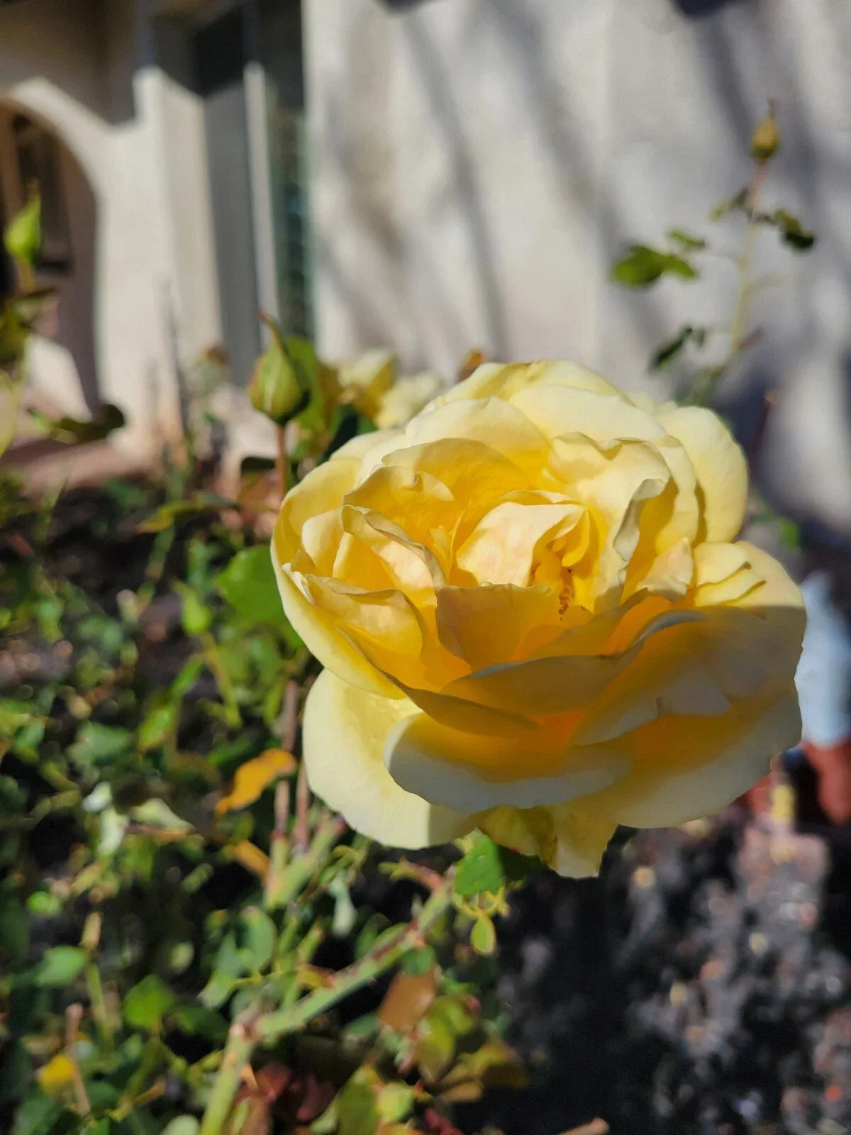 St. Patrick Rose Cuttings - 4 Pack - Green Foliage - Rosa 'St. Patrick' - Vibrant Yellow Blooms for Garden Planting