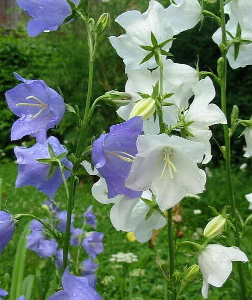 Bulk Peach Leaf Bellflower Seeds 3000 Count Blue & White Mix Campanula persicifolia for Cottage Gardens and Pollinator Attraction