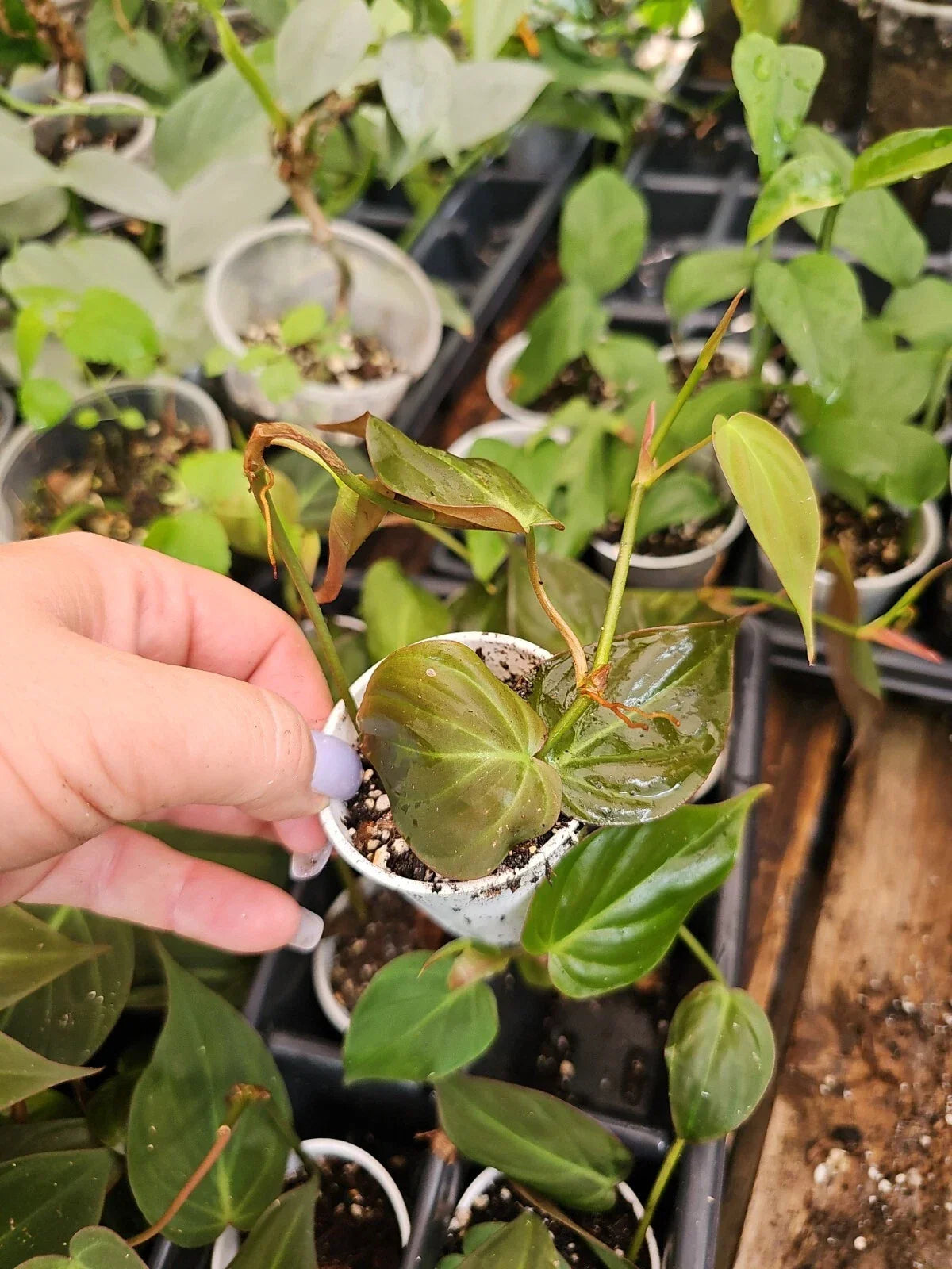 Philodendron Micans Live Plant in 2 Inch Pot - Trailing Houseplant, Tropical Greenery, Philodendron hederaceum var. micans
