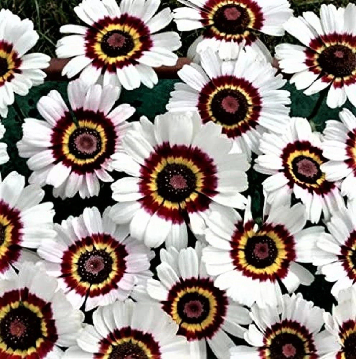 Painted Daisy Seeds - 100+ Seed Packet - Colorful Flower Variety - Chrysanthemum carinatum - Easy to Grow Garden Blooms