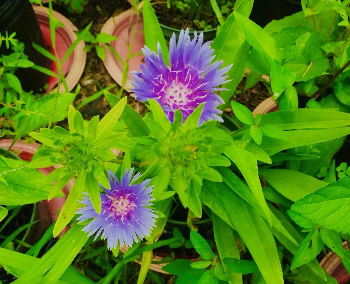 Stokes Aster Bare Root Perennial Plants - Blue/Purple Flowers - Stokesia laevis - 5 Pack for Garden Borders & Containers