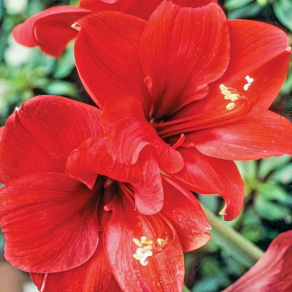 Amaryllis Bulb Bare Root Large Bloom Red Lion Hippeastrum Live Flower Holiday Gift