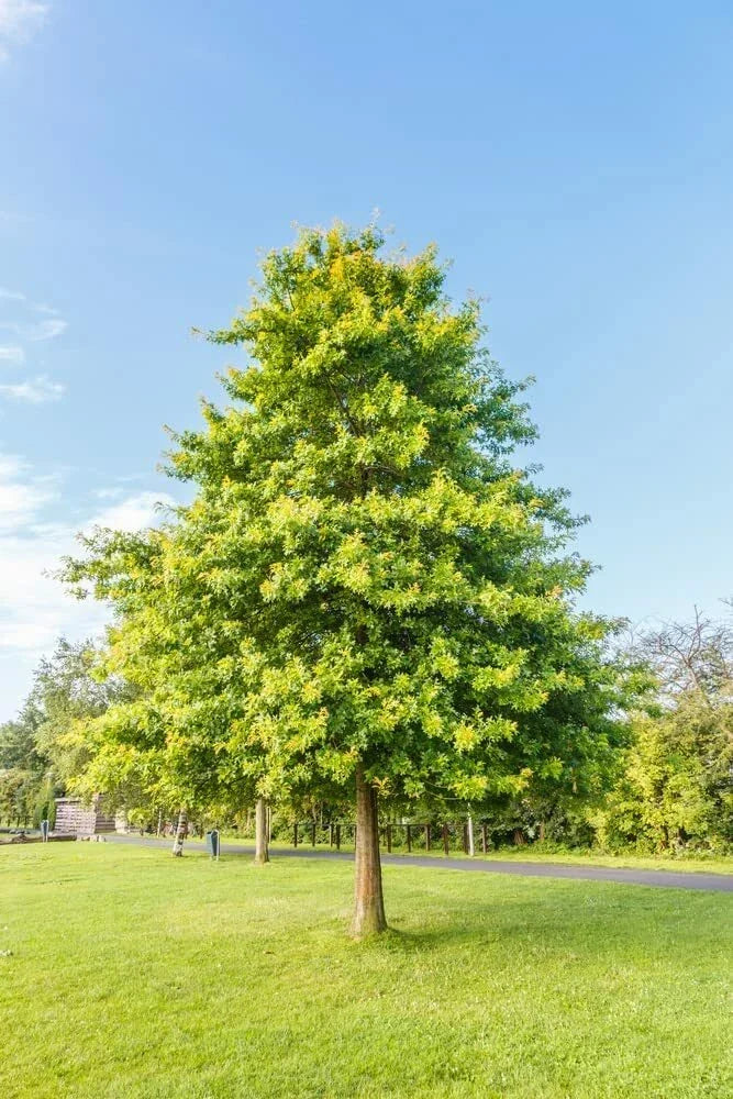 Pin Oak Tree Seeds - 5 Pack - Quercus palustris - Healthy Large Seeds for Planting in USDA Zones 4-8