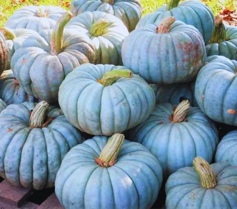 Jarrahdale Blue Pumpkin Seeds | 10 Seeds Packet | Cucurbita maxima | Unique Bluish-Grey Skin & Sweet Orange Flesh
