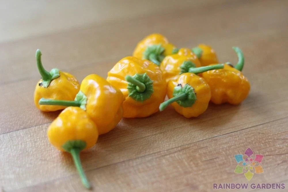 Jamaican Hot Yellow Pepper Seeds - 25+ Pack - Capsicum chinense - Spicy Flavor for Garden Planting - Non-GMO
