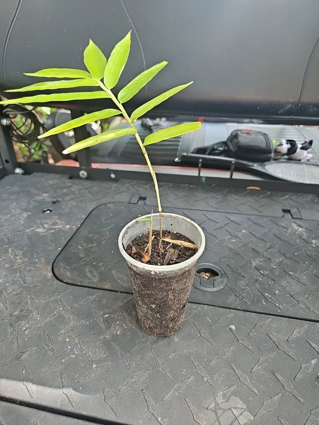 Dendrocalamus Giganteus Bamboo Seedling 3" Pot Green Live Plant - Fast-Growing Giant Bamboo for Privacy and Landscape Design