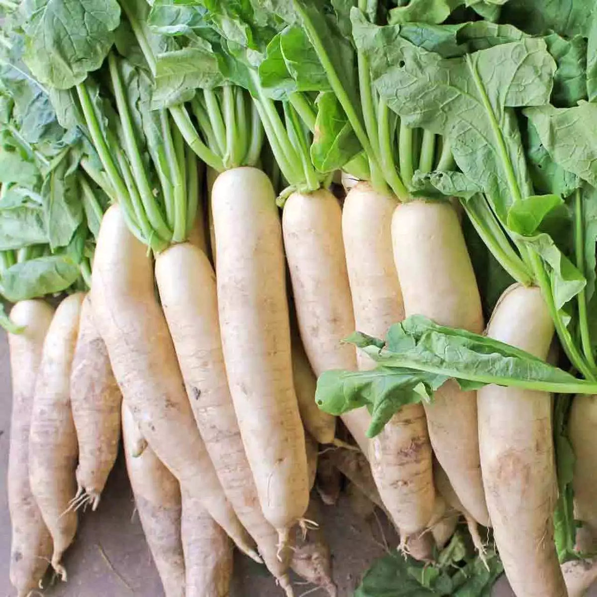 Daikon Radish Seeds 1 LB - Extremely Large Variety for Deer Food Plot, Raphanus sativus var. longipinnatus