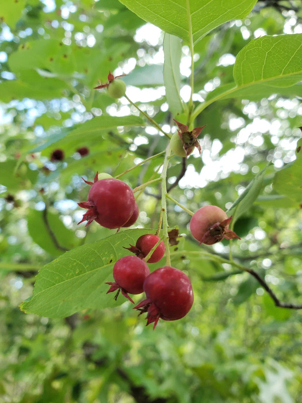 Serviceberry Seeds 15 Pack Juneberry Amelanchier Arborea Florida Native Edible Berry Gardening
